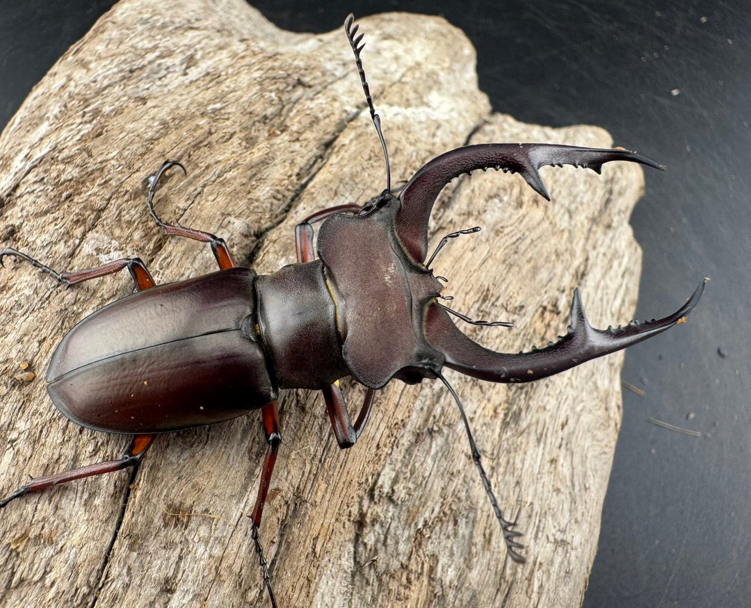 【WD】《デューベイアヌスミヤマ ssp. 60mm ペア》