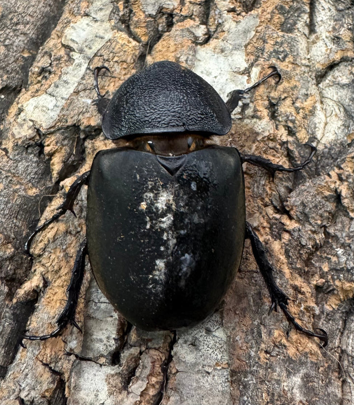 【WD】《ミンダナオアトラスオオカブト 95.5mm ペア》