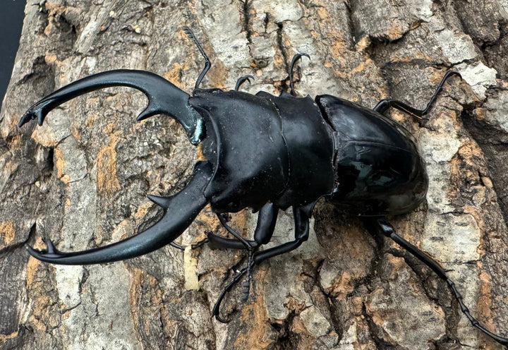 【WD】《インターメディアツヤクワガタ 90mm ペア》