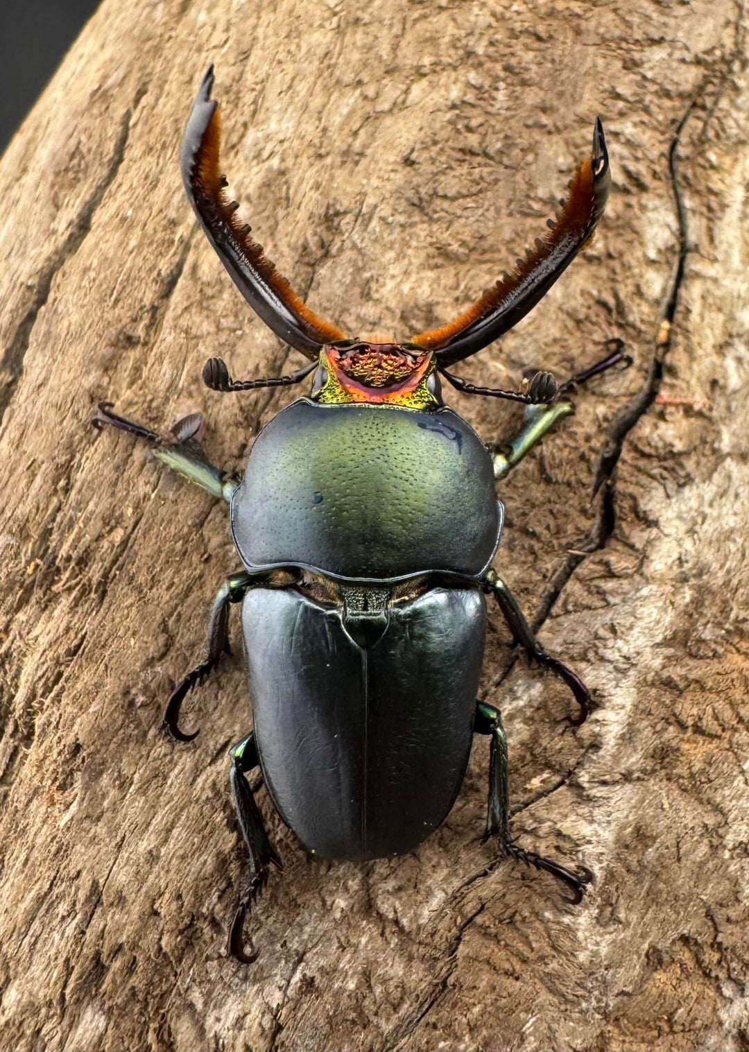 《パプアキンイロクワガタ 33mm ペア》