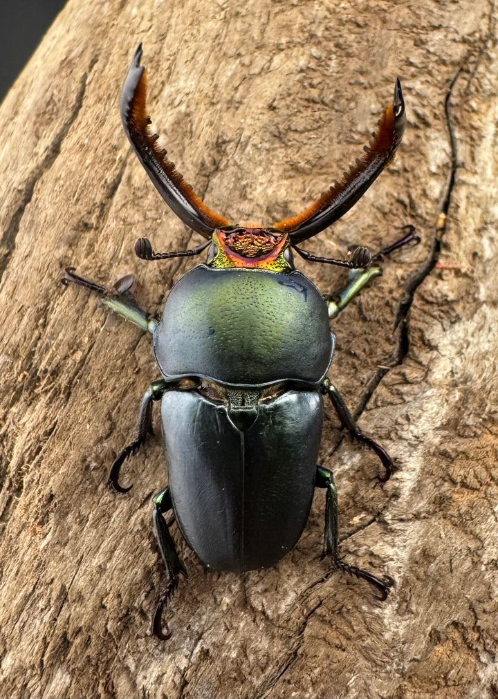 《パプアキンイロクワガタ 33mm ペア》