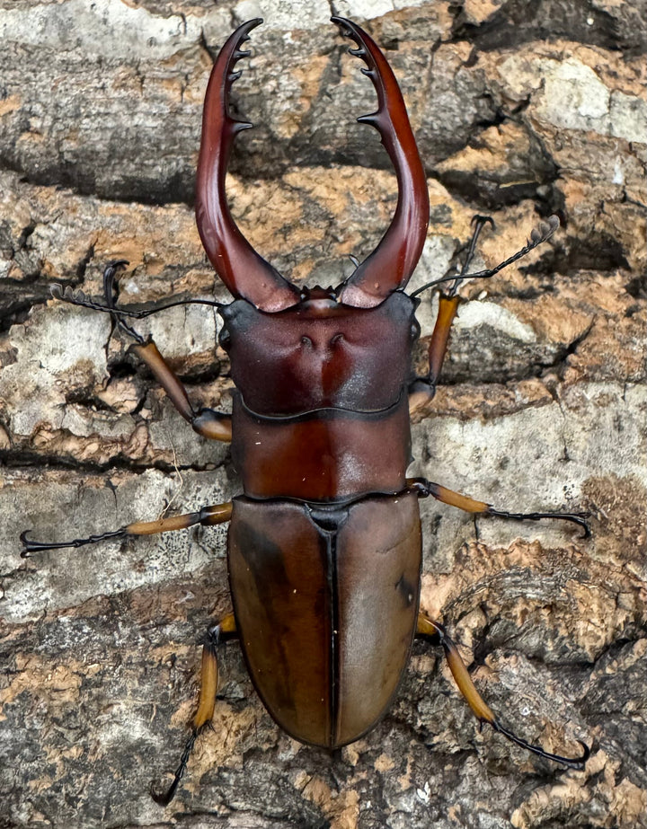 【WD】《アスタコイデスノコギリ ベンクール産 65mm ペア》