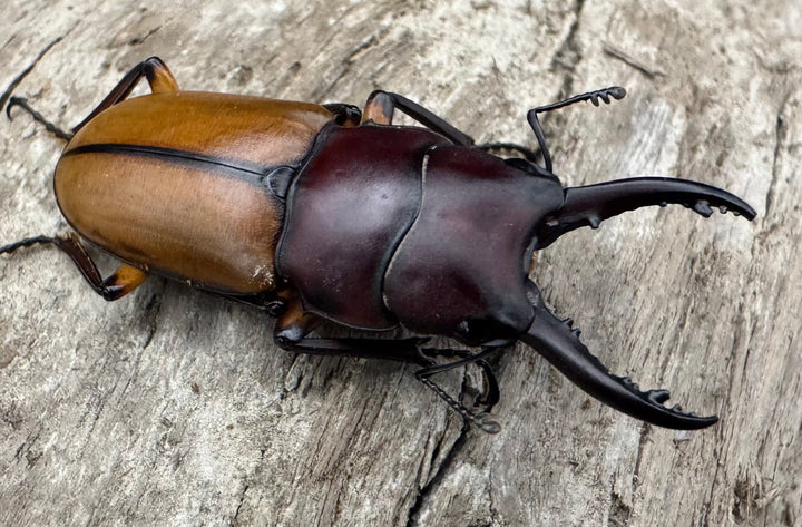 【WD】《ブルイジンノコギリ ペレン島産 35.5mm ペア》