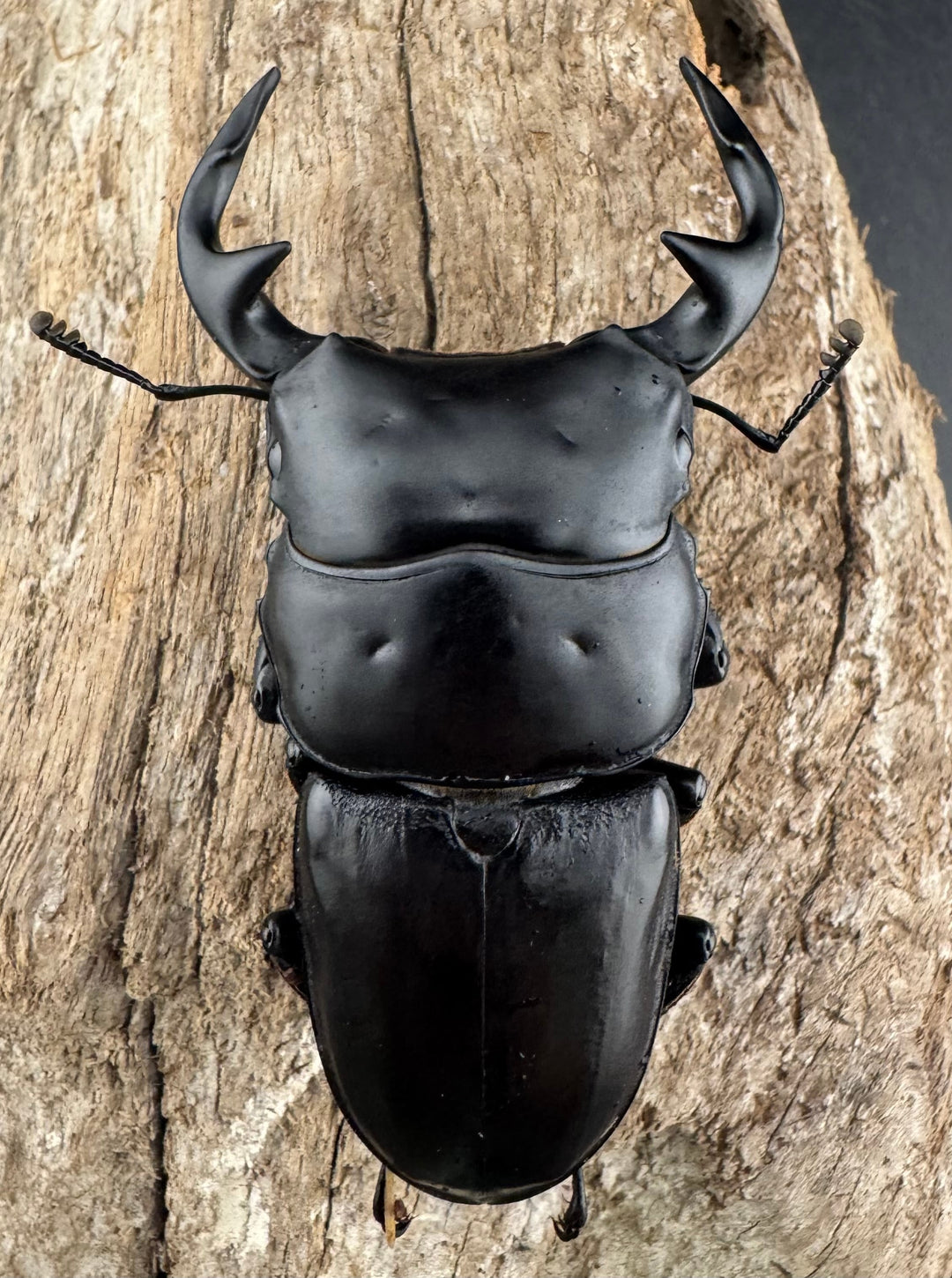 《インドグランディス亜種moriyai Garda93.3血統 73.5mm ペア》