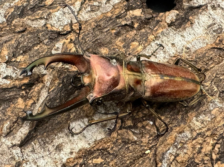 【WD】《ズベールホソアカ ミンダナオ産 52mm ペア》