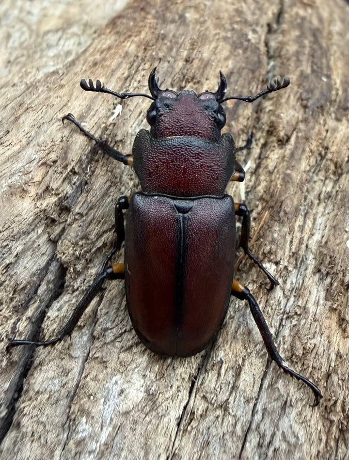 《メタリフェルホソアカ亜種サンギレンシス 71mm ペア》