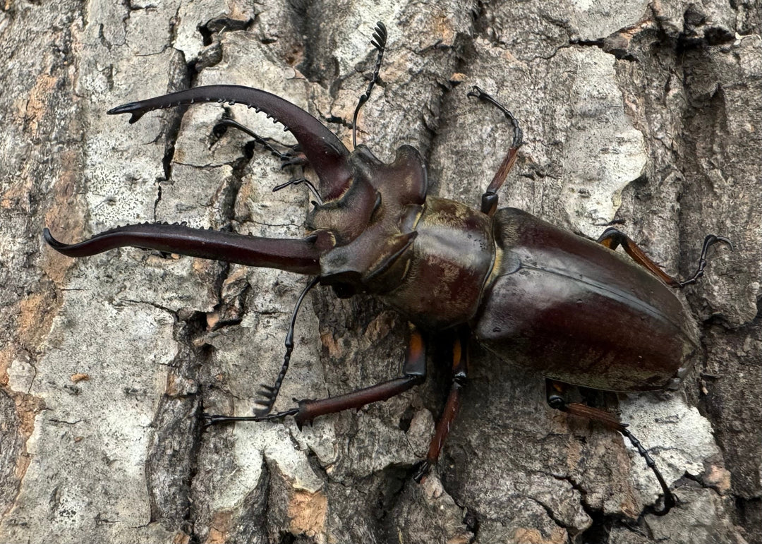 【WD】《ラミニフェルミヤマ  70mm ♂♀♀トリオ A'品》