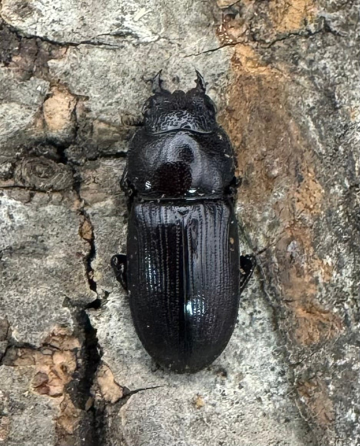 【WD】美麗種《ヨンレンセスジ 21mm ペア》