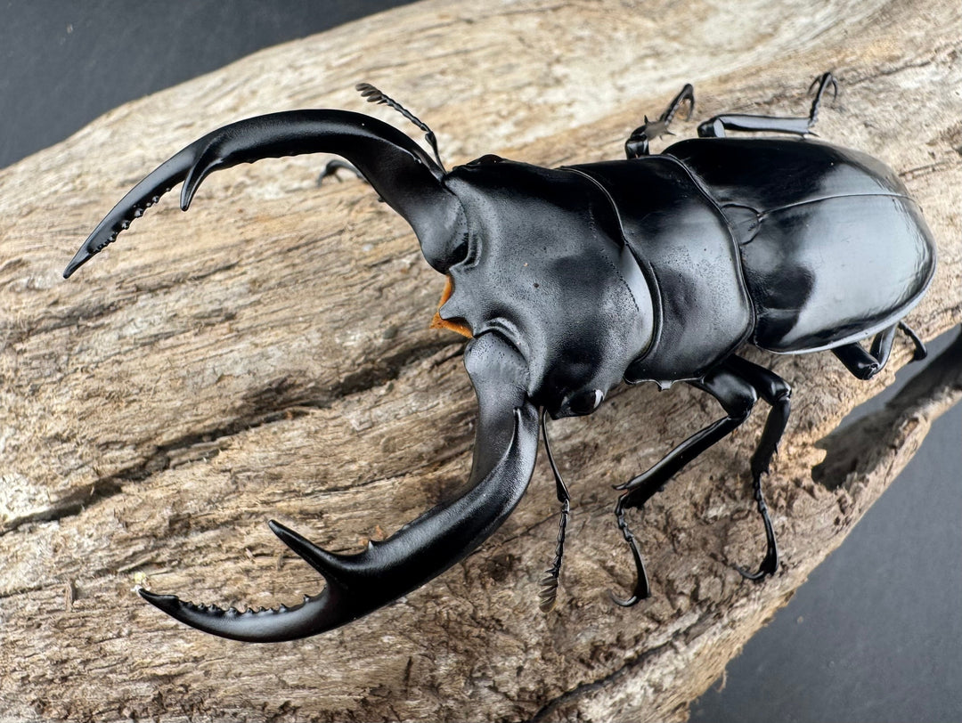 【WD】《ウエストウッディ亜種カズミアエ 雲南省産 81mm ペア》