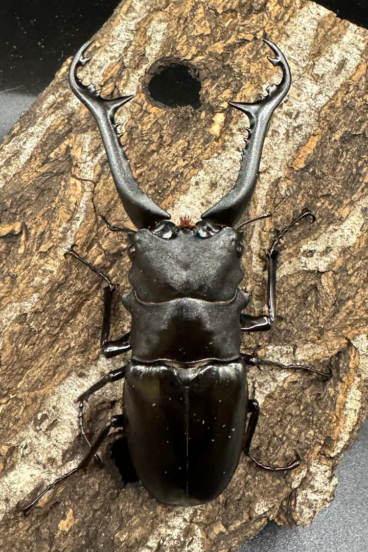 【WD】《ギラファノコギリ亜種ニシヤマイ 94.5mm ペア》