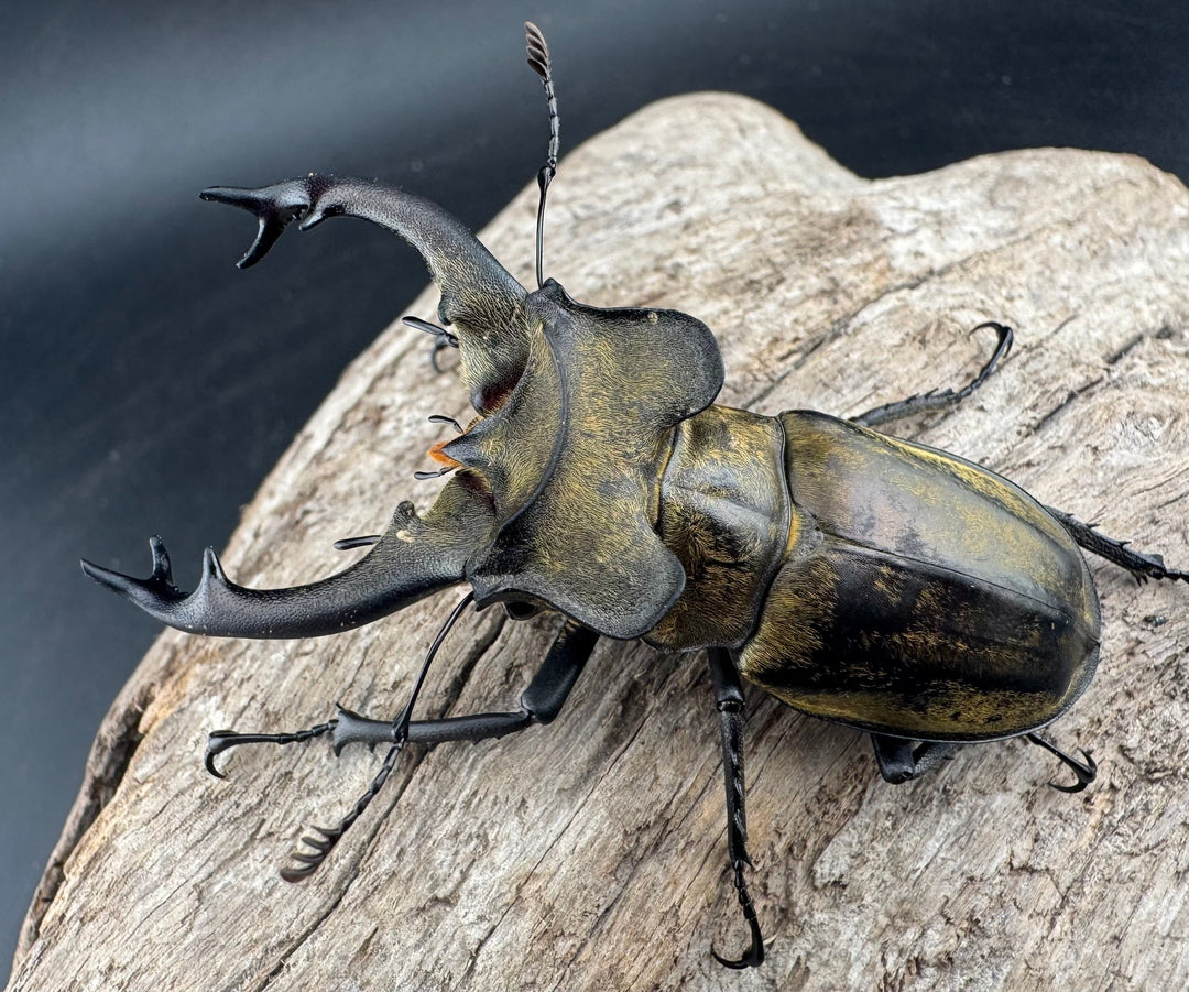 【WD】《セリケウスミヤマ ssp. 64mm ペア》