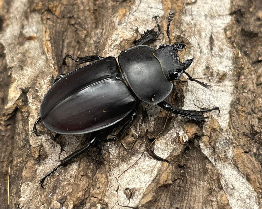 【WD】《チュウゴクマルバネクワガタ原名亜種 35mm ペア》