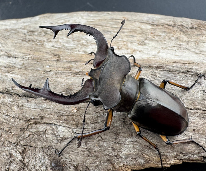 【WD】《フェアメイルミヤマ 雅安市産 58mm ペア》