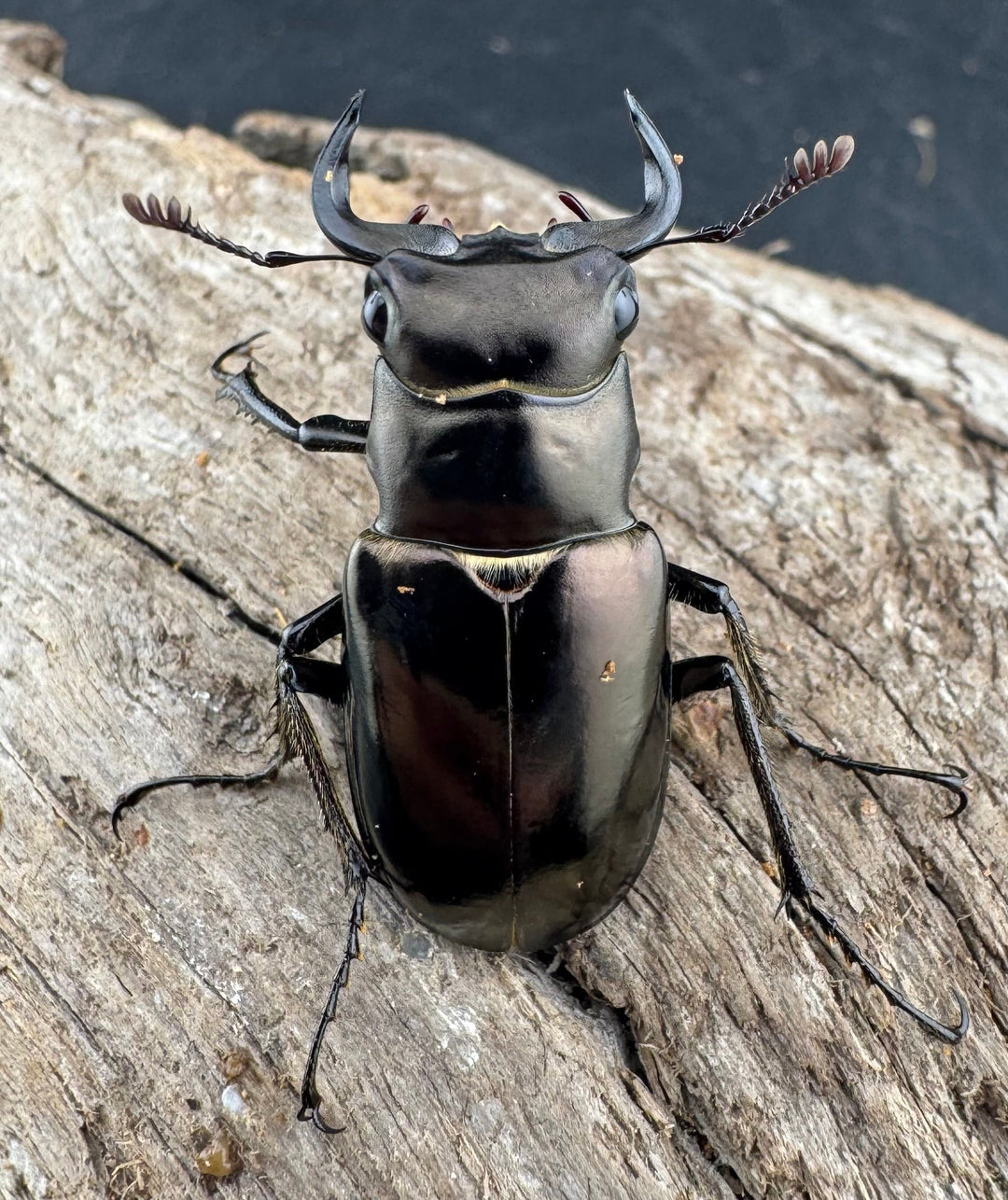 【WD】《ミンイミヤマクワガタ 32mm ペア》