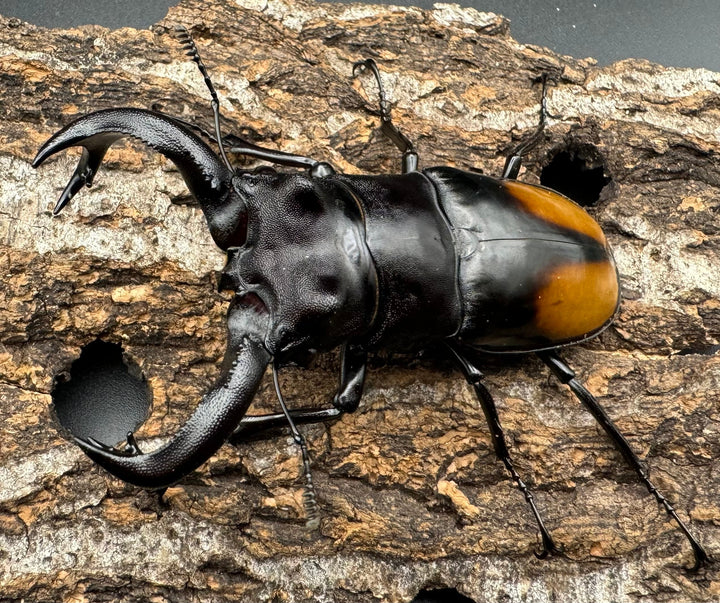 【WD】《セアカフタマタクワガタ 84mm ペア》