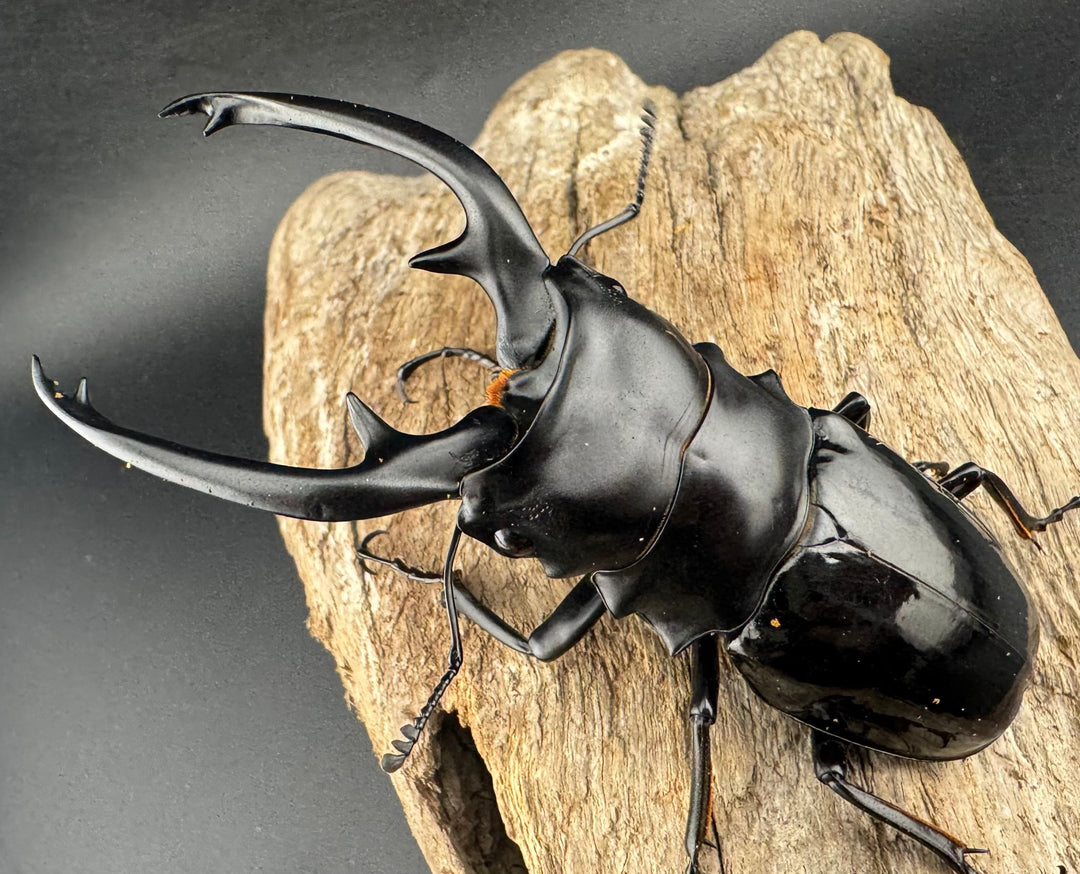 【WD】《インターメディアツヤクワガタ ネグロス島産 95mm ペア》