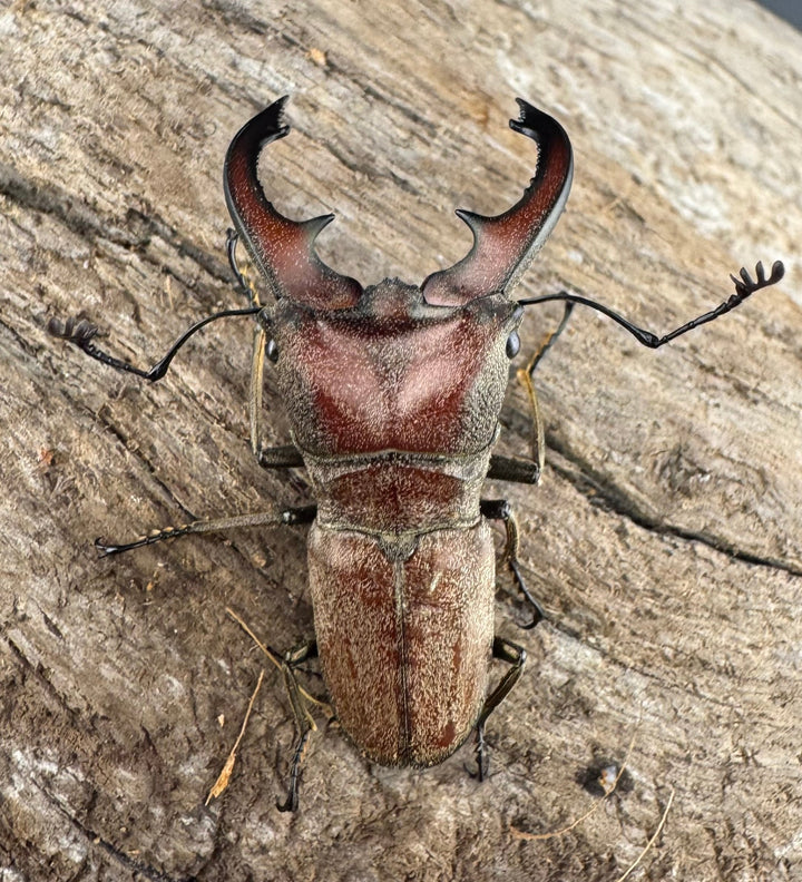 【WD】《スズムラホソアカ ロハス産 40mm ペア》