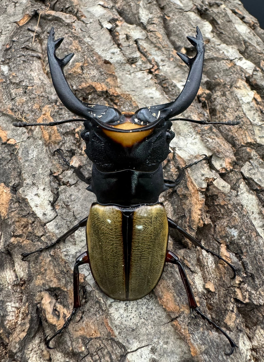 【WD】《ラコダールツヤクワガタ 77.5mm ペア》