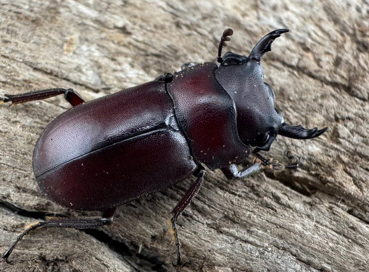 【WD】珍品《ジュクンドゥスヒメヒラタクワガタ Free ペア》