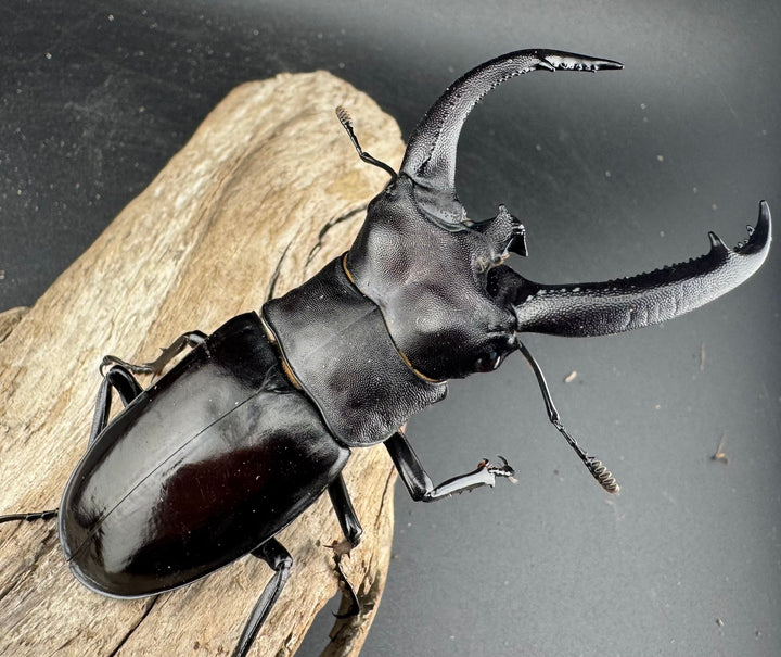 【WD】《リノケロスフタマタ 86mm ペア》