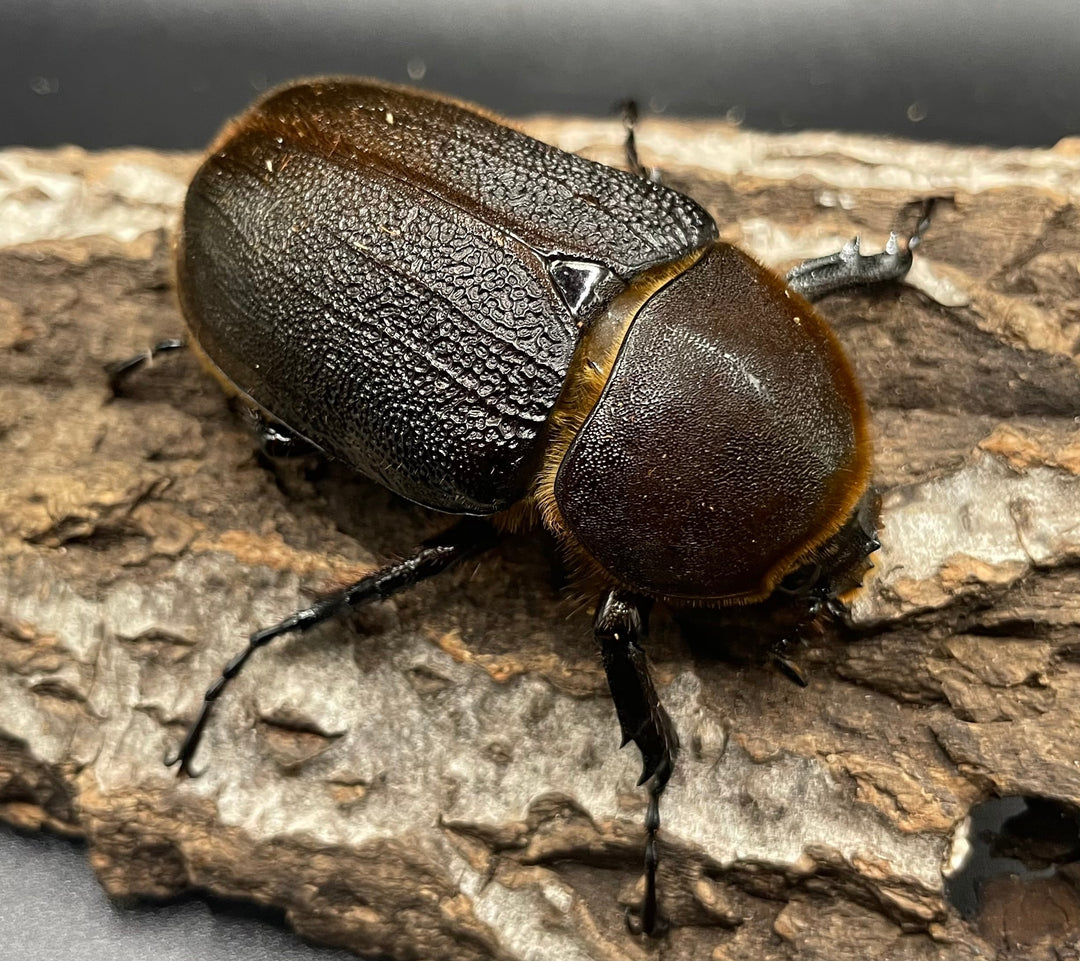 《ヘラクレス・ヘラクレス 143mm ペア》KING HERCULES氏ブリード個体