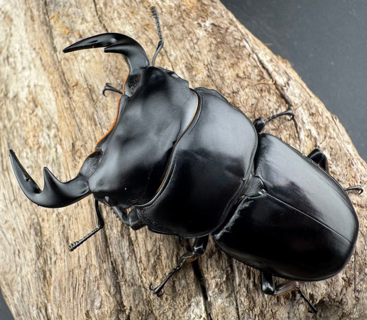 【WD】《アンタエウスオオクワ カオバン産 71mm ペア》