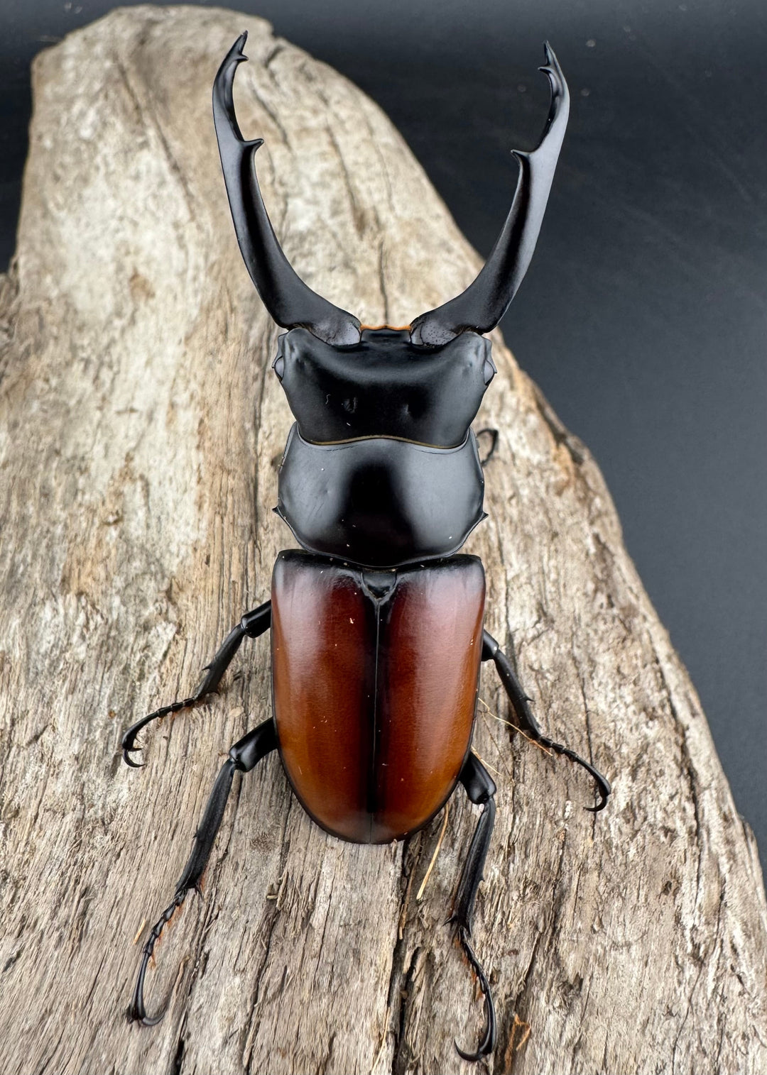 【WD】《マクレイコクワ チベット産 64mm ペア》