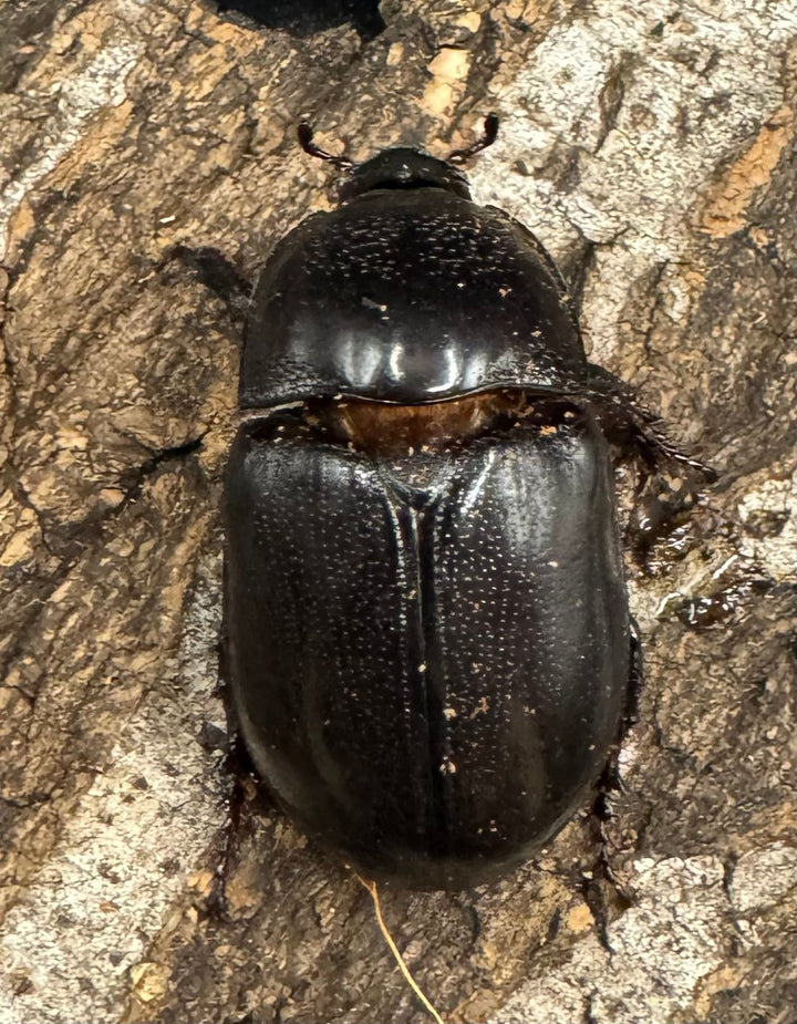 【WD】《マルタバンメンガタカブト 49.5mm ペア》