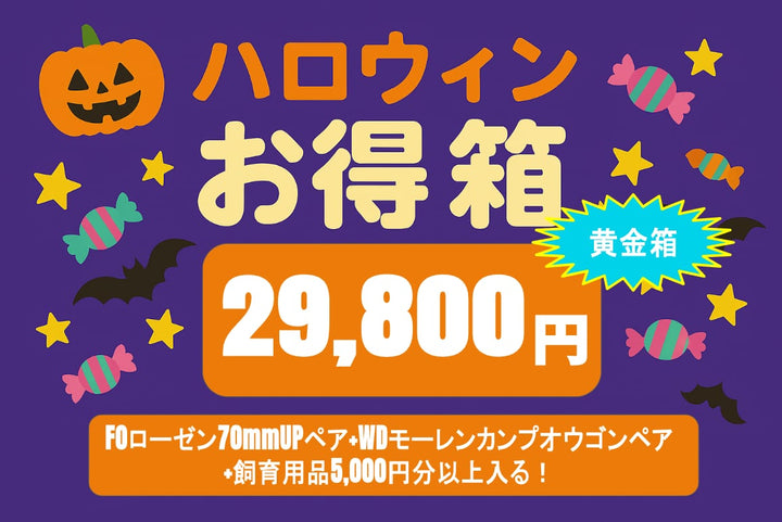 【黄金箱】ハロウィンお得箱 29,800