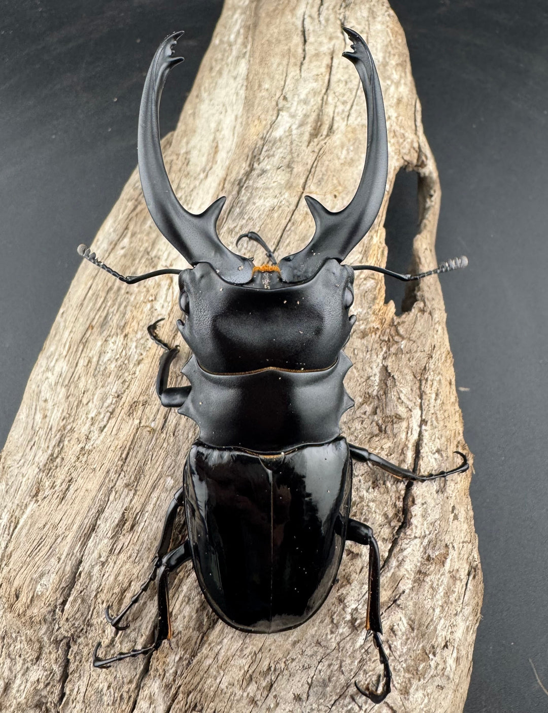 【WD】《インターメディアツヤクワガタ バタラザ産 92mm ペア》