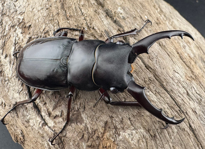 《ボーリンフタマタ亜種バミノルム 52.5mm ♂♀♀トリオ》