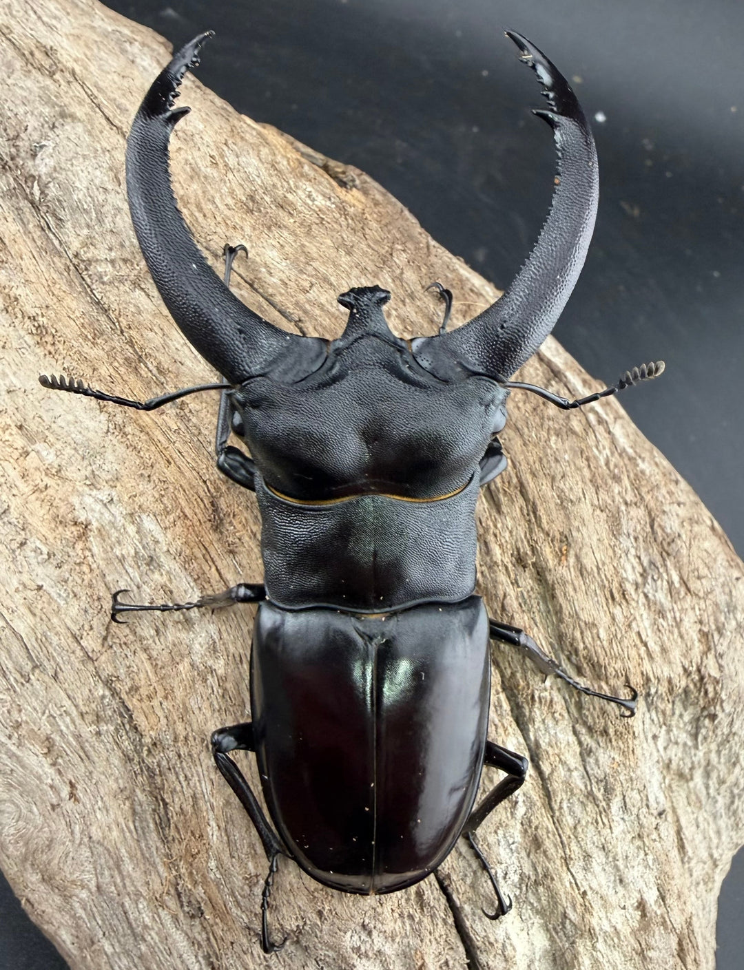 【WD】《リノケロスフタマタ 85.5mm ペア》