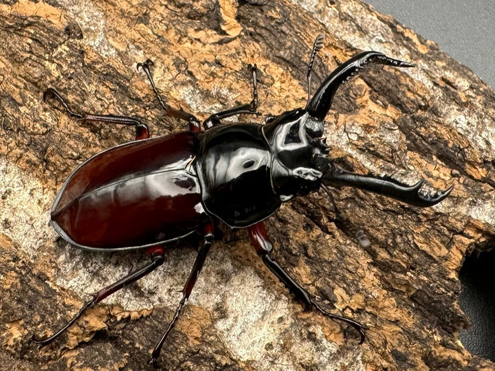 【WD】《オーベルチュールクロツヤシカ 43mm ペア》