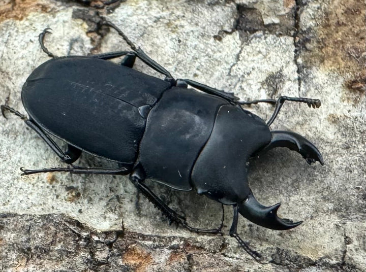 【WF2】《メタドルクス ロトゥンダトゥス ♂単》