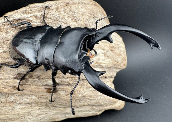 【WD】《インターメディアツヤクワガタ リサル産 93mm ペア》