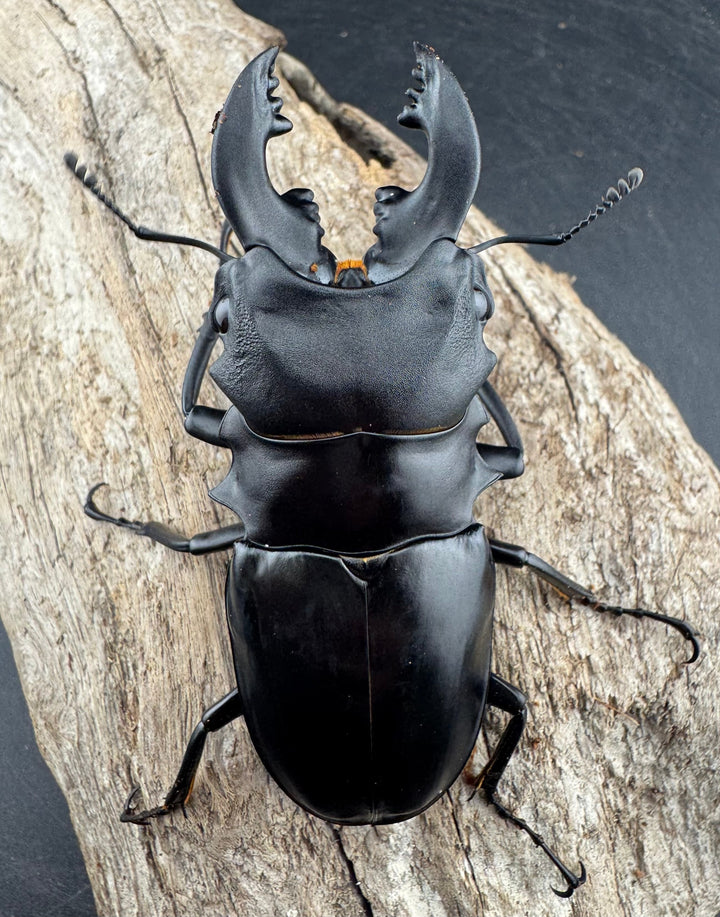 【WD】《ミンダナオアルケスツヤクワガタ 81.5mm ペア》