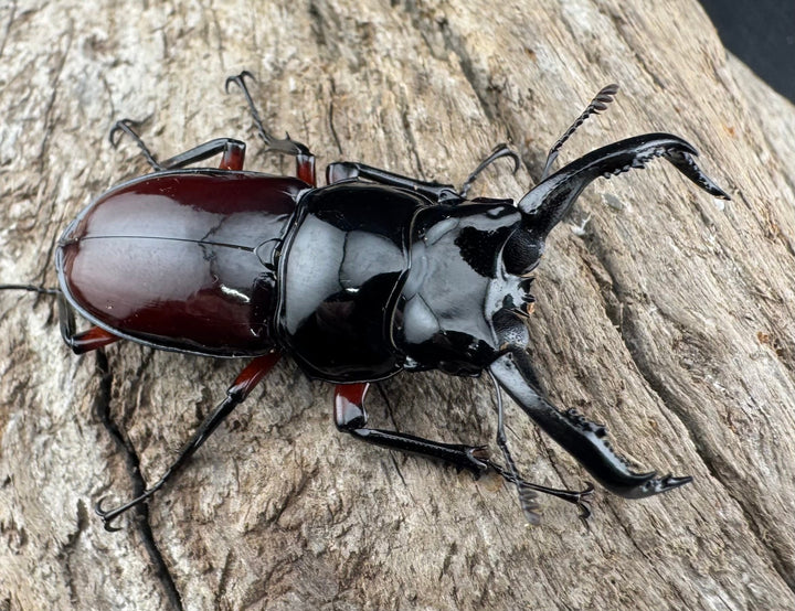 【WD】《オーベルチュールクロツヤシカ 44mm ペア》