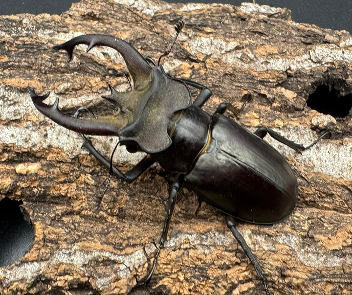 【WD】《フライミヤマクワガタ 61.5mm ペア》