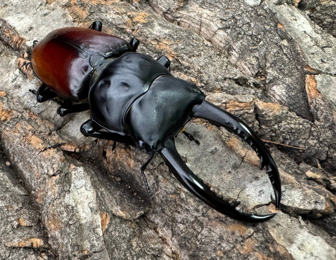 《アローコクワ亜種リエン 72mm ♂♀♀トリオ》