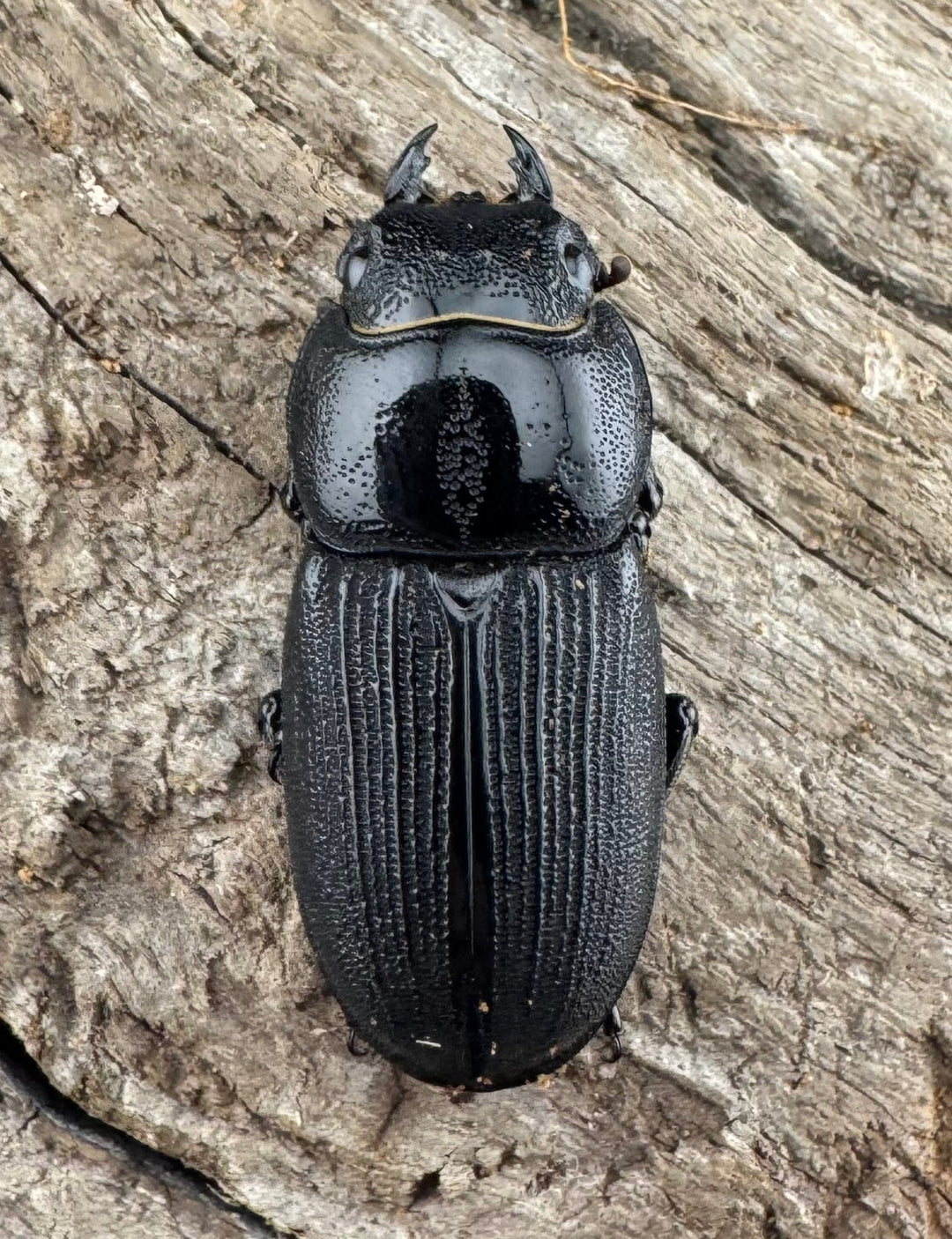 【WD】《ドルクス ティティウス チベット産 49mm ペア》