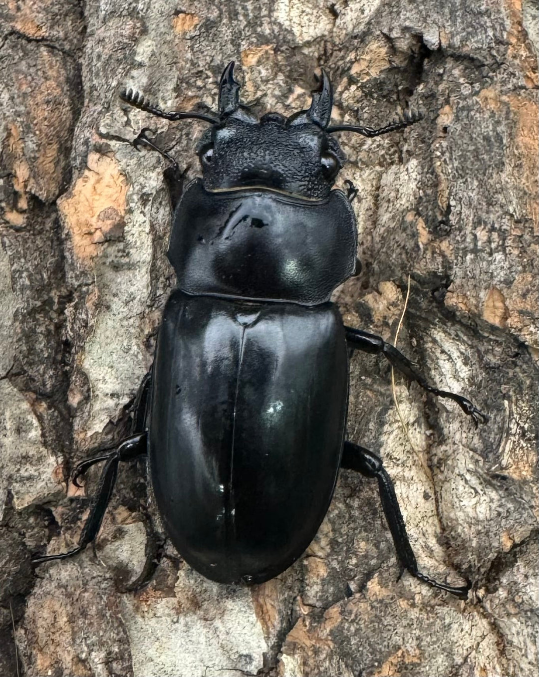 【WD】《セアカフタマタ（パリーフタマタ） 74mm ペア》