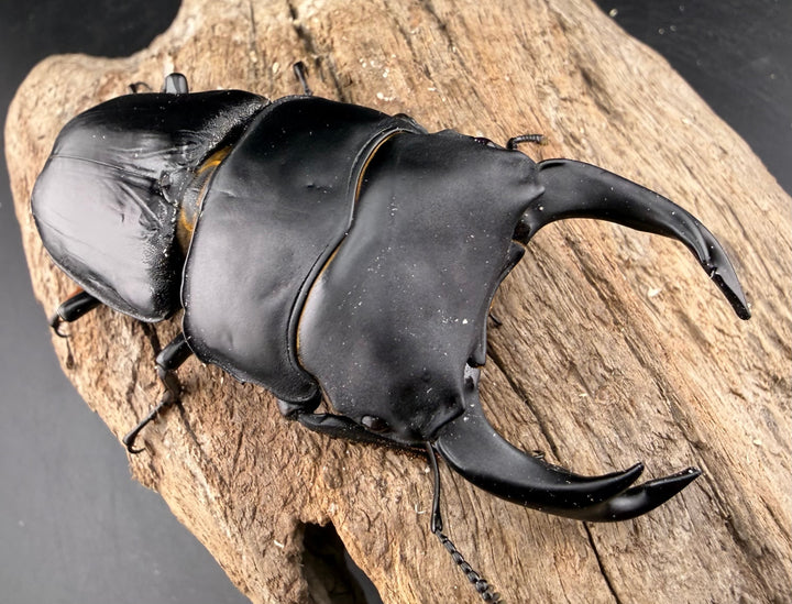 《オオクワガタ 能勢YG血統 84mm ペア》