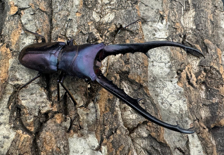 【美麗】《メタリフェルホソアカ 77mm ペア》わたくわ氏ブリード個体