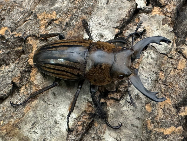 【WD】《ストリアータツヤクワガタ 40mm ペア》