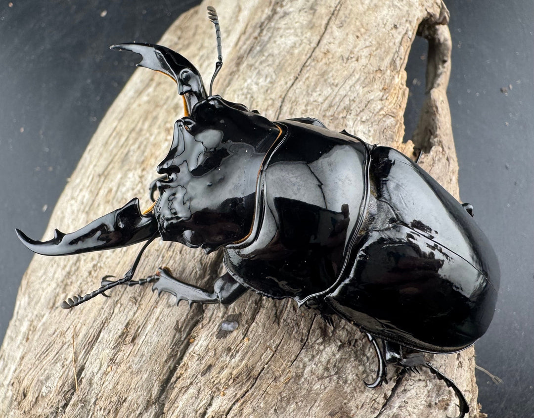 《レギウスオオツヤクワガタ 80mm ペア》