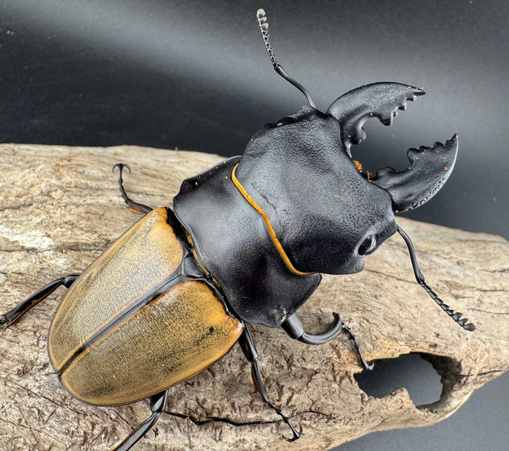 【WD】《カステルナウディツヤ 81.5mm ペア》