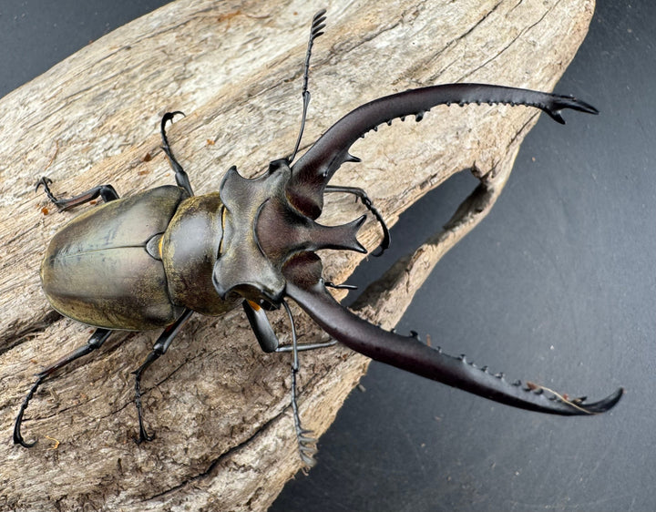 【WD】《プラネットミヤマクワガタ 80.5mm ペア》