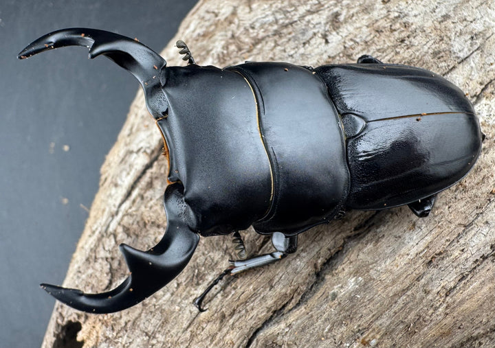 【WD】《ジャワパリーオオクワ 63mm ペア》