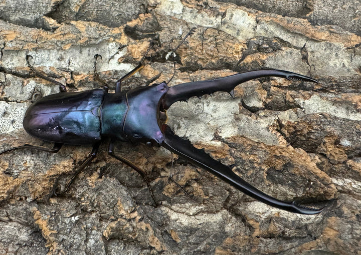 【美麗】《メタリフェルホソアカ 78mm ペア》わたくわ氏ブリード個体