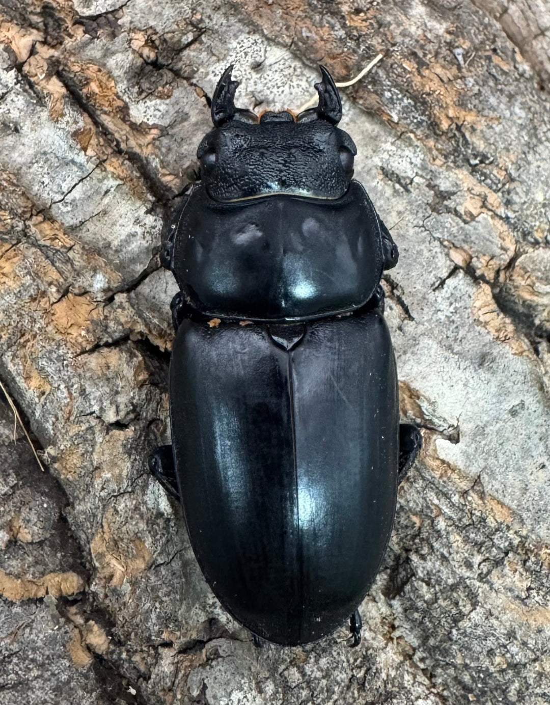 《インドアンタエウス サディア産 78mm ペア》